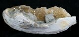 Partial Crystal Filled Fossil Clam - Rucks Pit, FL #5538-4